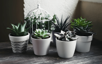 How to Choose the Right Pot and Soil Mix for Your Indoor Plants