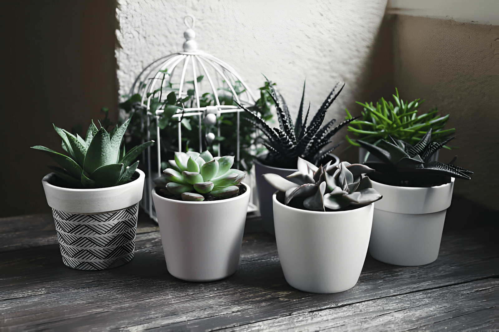 How to Choose the Right Pot and Soil Mix for Your Indoor Plants