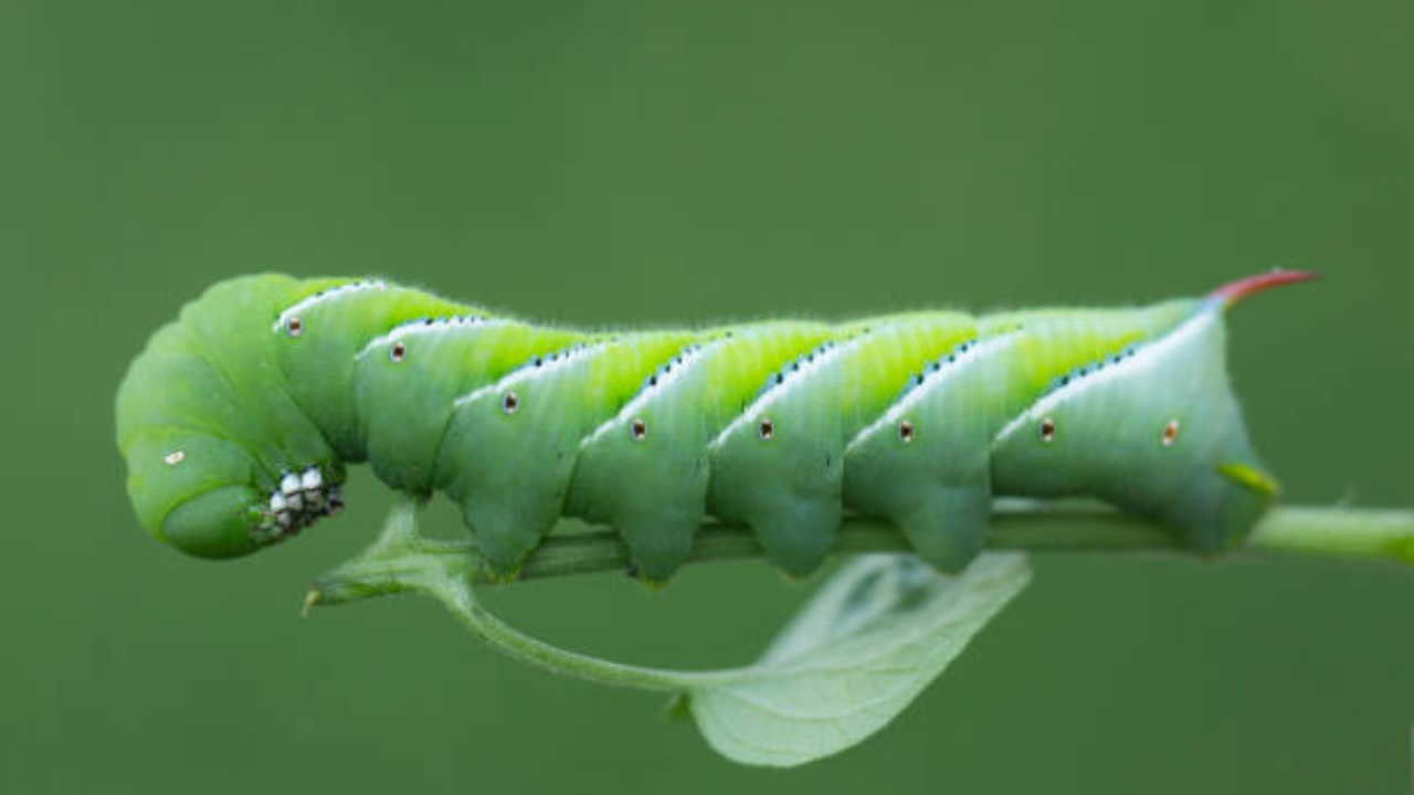 How To Boost Your Reptile's Nutrition Using Hornworms
