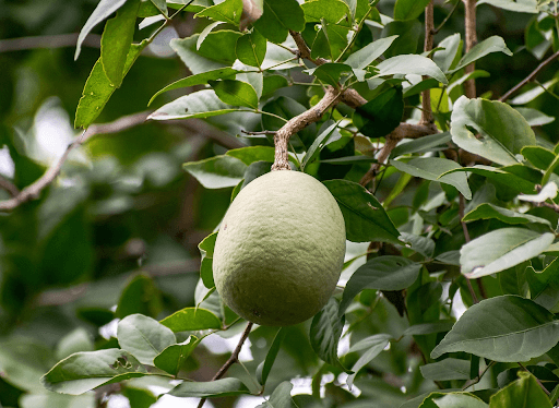 Where to Buy Bel Patra (Bilva Patra) Plant Online: Trusted Nurseries & Delivery Options