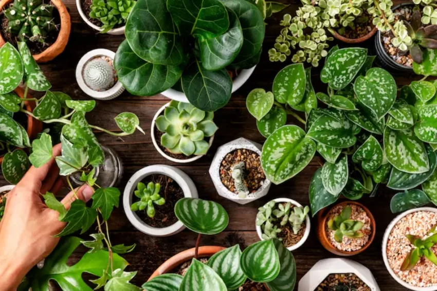 Buy Plants Online in India with Same-Day & Next-Day Delivery