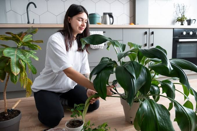Low-Maintenance Plants for Busy People: The Best Options for Indian Homes in 2026